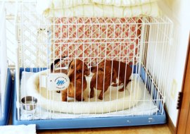 ���r�b�g�݂͂�Ȃ̎��̒����r�߂�Ȃ�����܂��B�r�߂Ă�����Ă鎞�A�݂�ȋC�����ǂ������ɃE�b�g�����Ă��܂��B