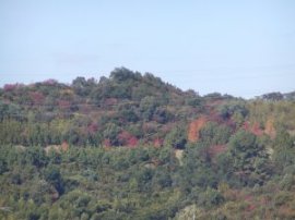 �U�������猩����R�ł��B�i���H�j